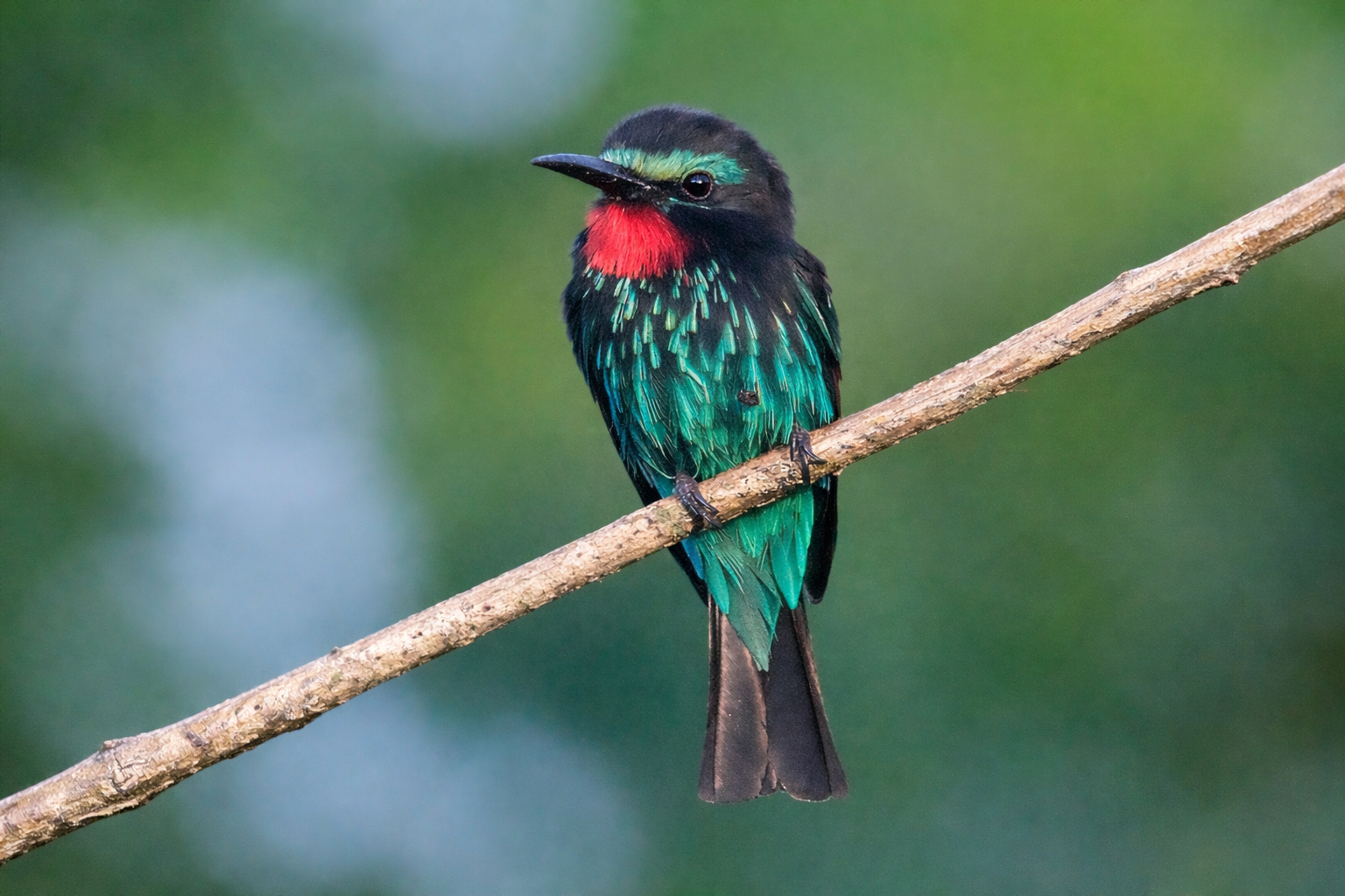 Black Bee-eater
